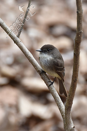 Eastern Phoebe 3-28-19