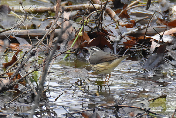 FOY Louisiana Waterthrush 3-29-19