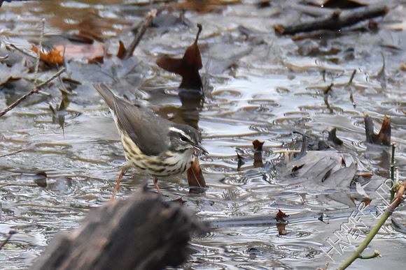 FOY Louisiana Waterthrush 3-29-19
