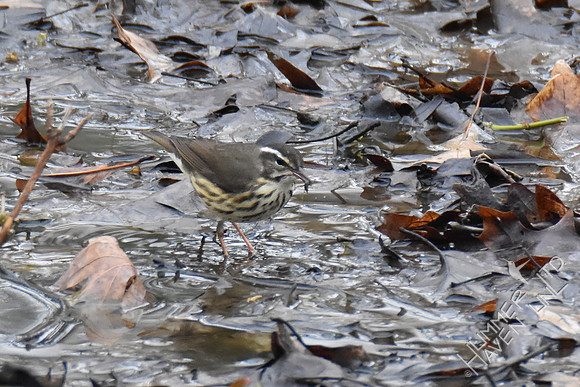 FOY Louisiana Waterthrush 3-29-19