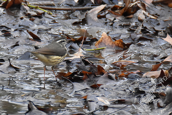 FOY Louisiana Waterthrush 3-29-19