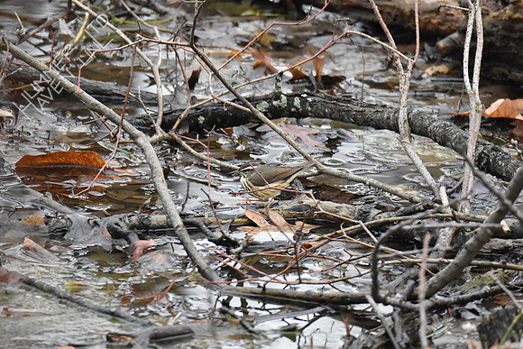 FOY Louisiana Waterthrush 3-29-19