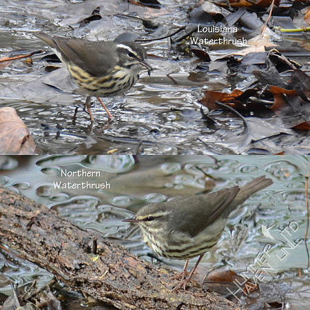 Louisiana and Northern Waterthrushes 3-30-19