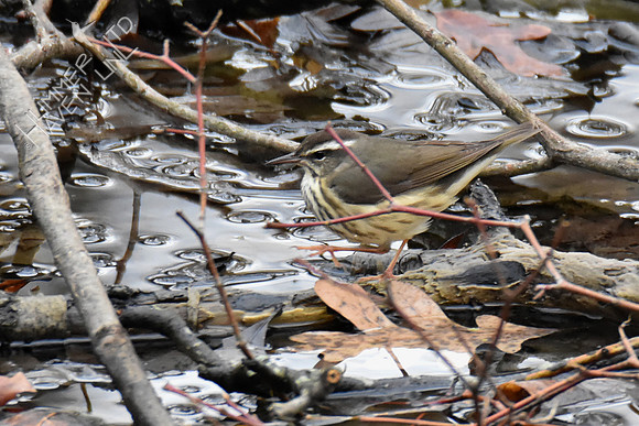 FOY Louisiana Waterthrush 3-29-19