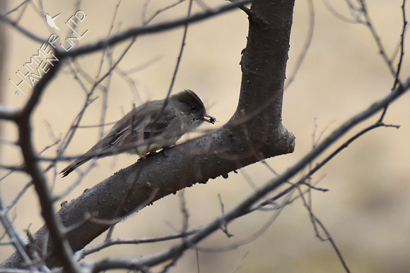 Eastern Phoebe with cricket 3-28-19