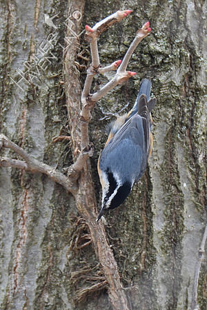 Red-breasted Nuthatch with larva 3-28-19