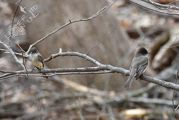 Eastern Phoebe pair 3-28-19