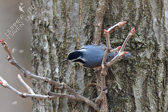 Red-breasted Nuthatch after insects 3-28-19
