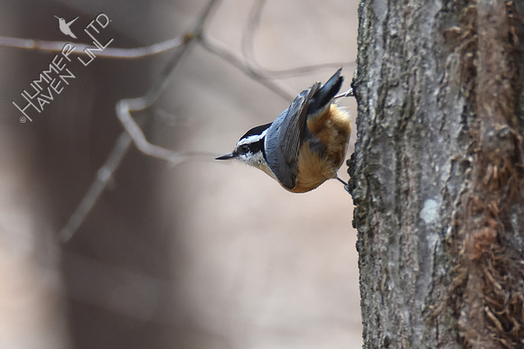 Red-breasted Nuthatch 3-28-19