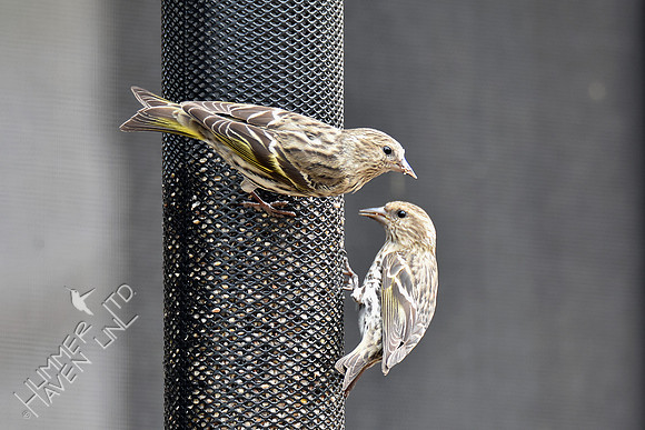 Pine Siskins 3-28-19