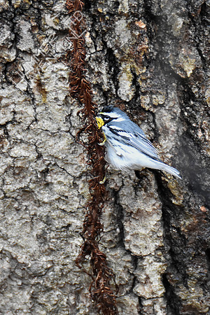 FOY Yellow-throated Warbler 3-30-19