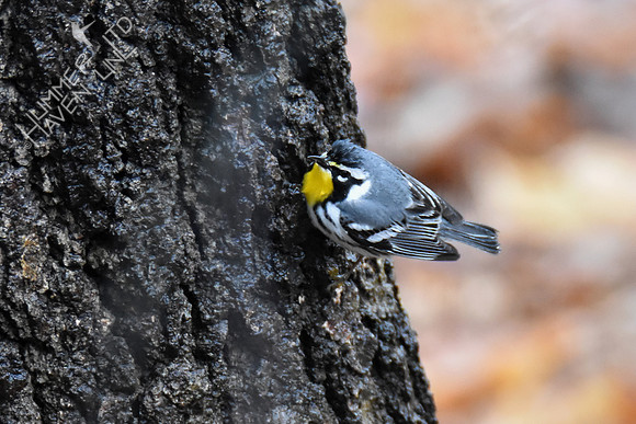 FOY Yellow-throated Warbler 3-30-19