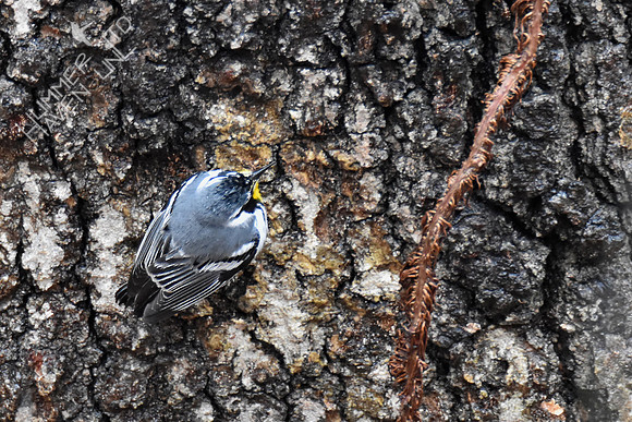FOY Yellow-throated Warbler 3-30-19