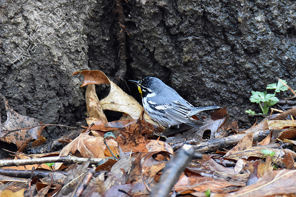 FOY Yellow-throated Warbler 3-30-19