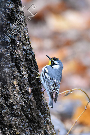 FOY Yellow-throated Warbler 3-30-19