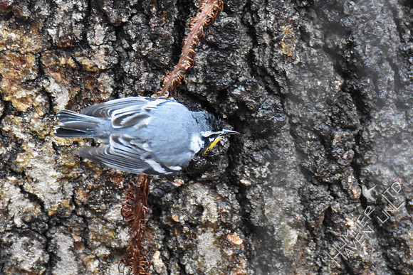 FOY Yellow-throated Warbler 3-30-19