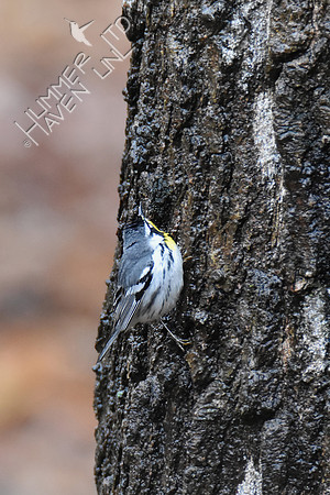 FOY Yellow-throated Warbler 3-30-19