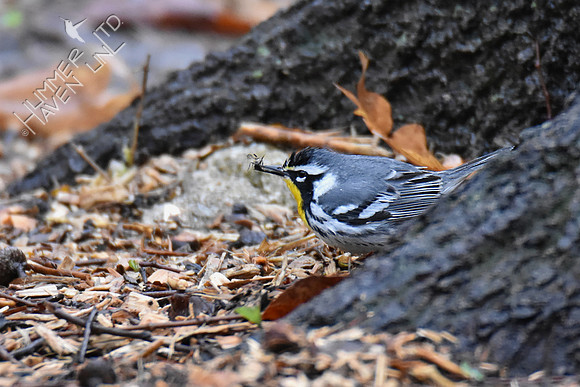 FOY Yellow-throated Warbler 3-30-19