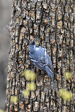 FOY Yellow-throated Warbler 3-30-19