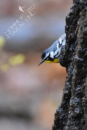 FOY Yellow-throated Warbler 3-30-19