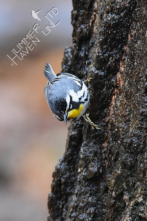 FOY Yellow-throated Warbler 3-30-19
