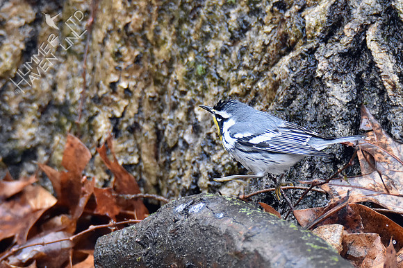 FOY Yellow-throated Warbler 3-30-19