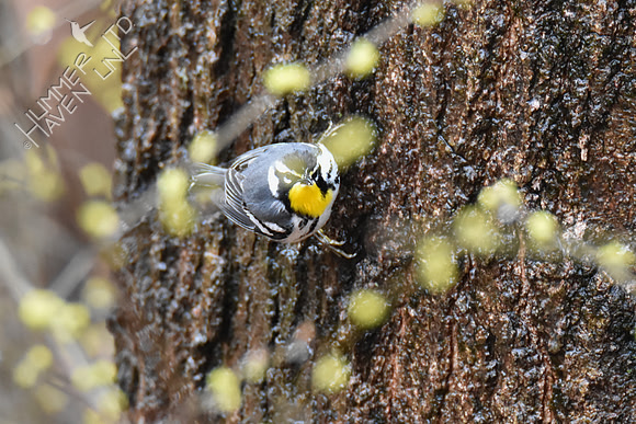 FOY Yellow-throated Warbler 3-30-19
