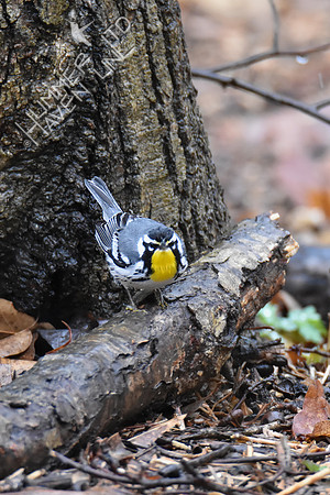 FOY Yellow-throated Warbler 3-30-19