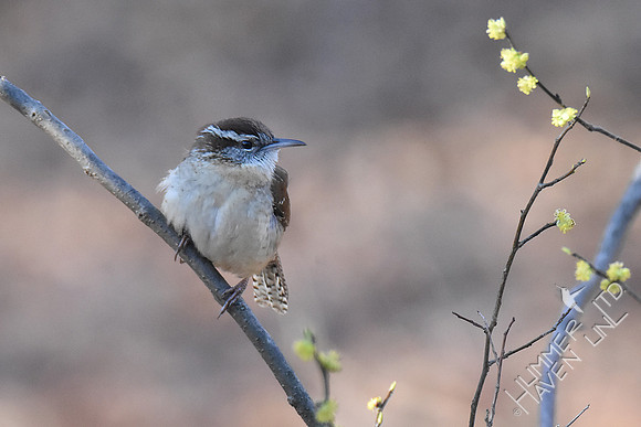 Carolina Wren in Spicebush  3-31-19