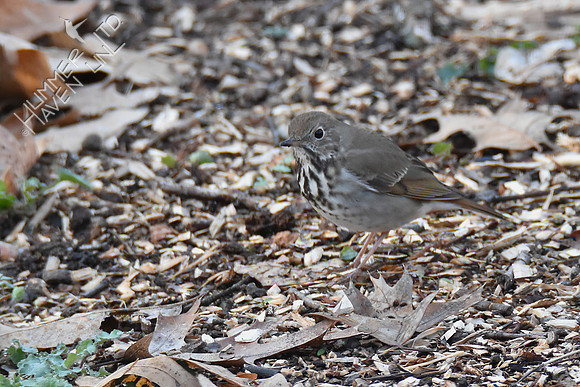 Hermit Thrush 4-1-19