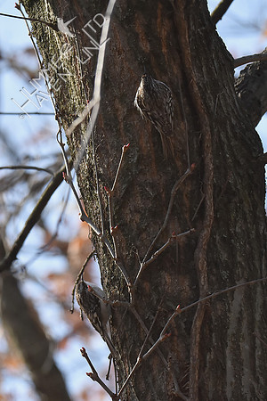 Brown Creeper pair 4-1-19