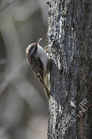 Brown Creeper with tiny larvae in bill 4-1-19