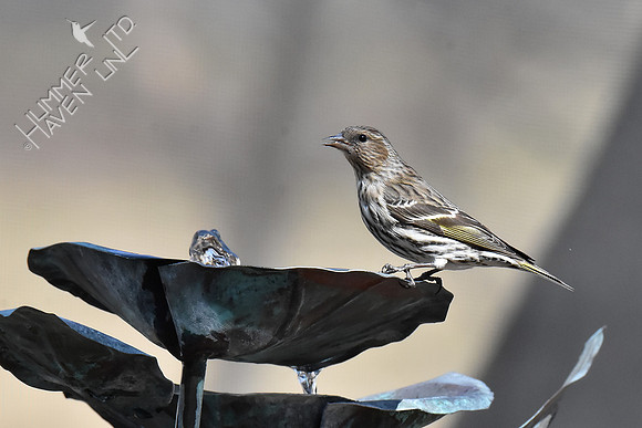 Pine Siskin 3-31-19