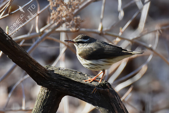 Louisiana Waterthrush 4-2-19