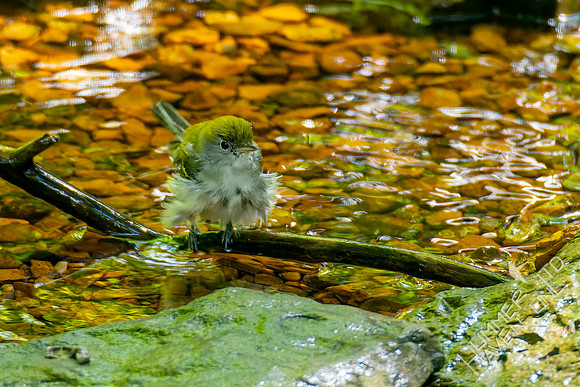 8-21-22 Chestnut-sided Warbler first fall female