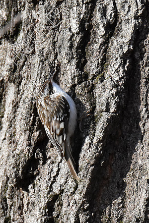 Brown Creeper with tiny larva in bill 4-1-19