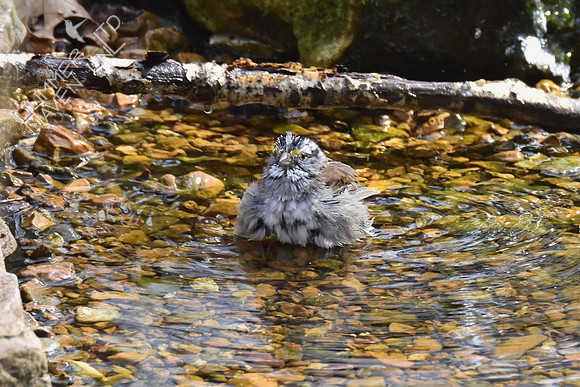 White-throated Sparrow 4-2-19