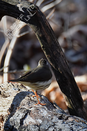 Louisiana Waterthrush 4-2-19