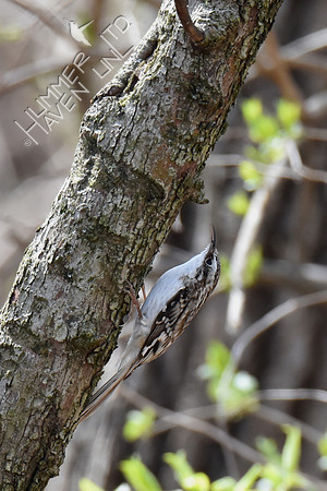 Brown Creeper with tiny larva in bill 4-2-19