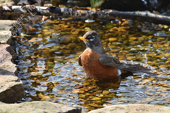 American Robin 4-2-19