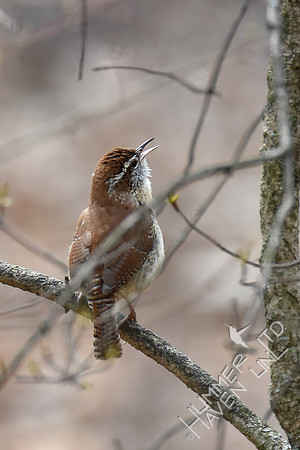Carolina Wren singing 4-3-19