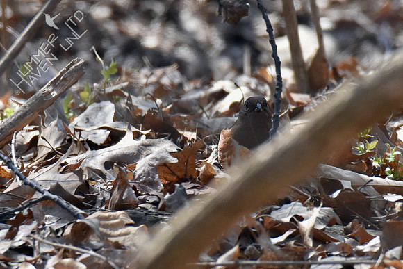 Eastern Towhee female 4-3-19