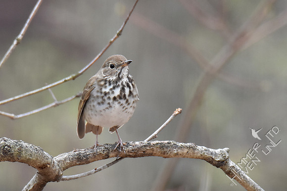 Hermit Thrush 4-3-19
