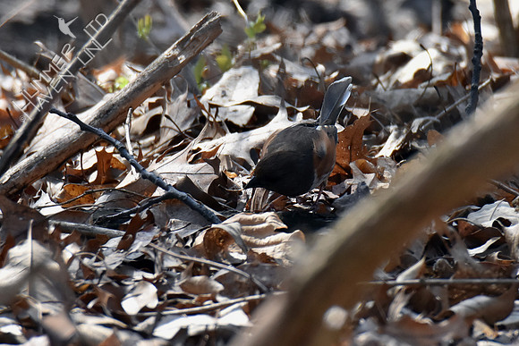 Eastern Towhee female 4-3-19