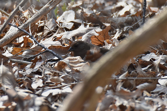 Eastern Towhee female 4-3-19