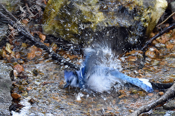 Blue Jay 10-23-16