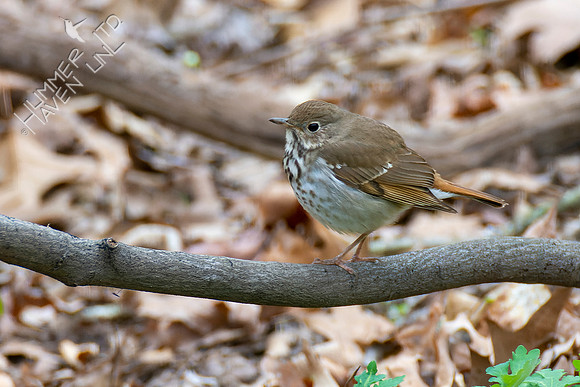 4-7-22 Hermit Thrush
