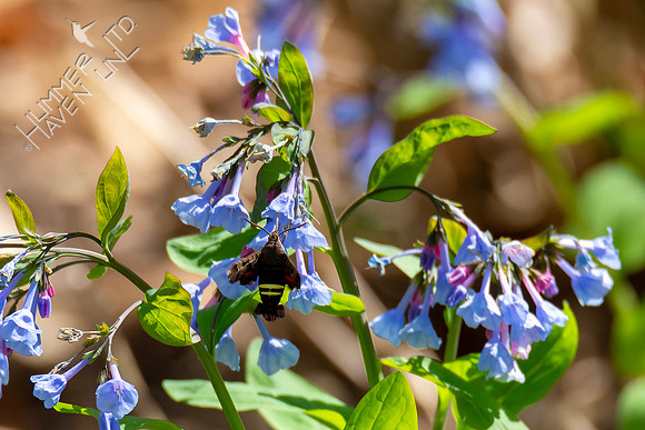 4-8-24 Nessus Sphinx moth