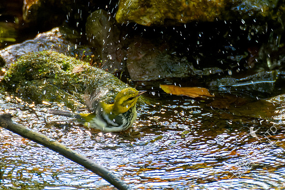 10-12-24 Black-throated Green Warbler