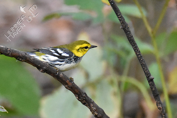 Black-throated Green Warbler 10-2-16